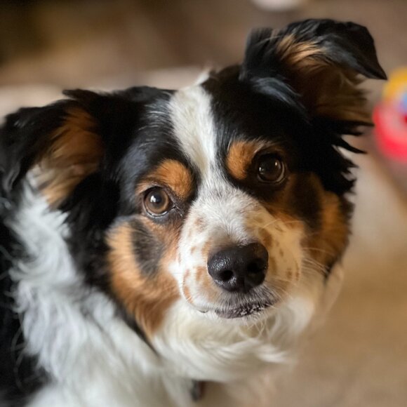 Meet your Posher, Sarah - Picture 1 of 1